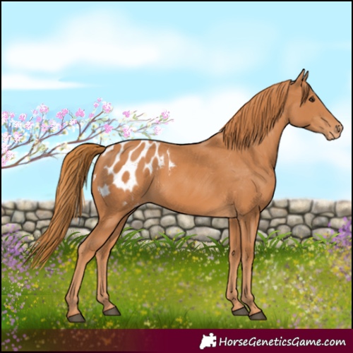 Horse Color:Chestnut Blanket