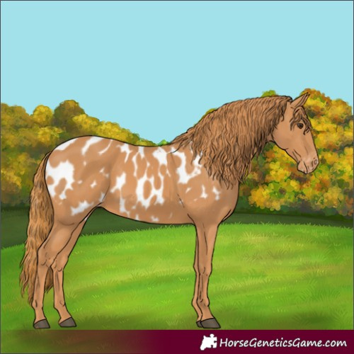 Horse Color:Chestnut Appaloosa 