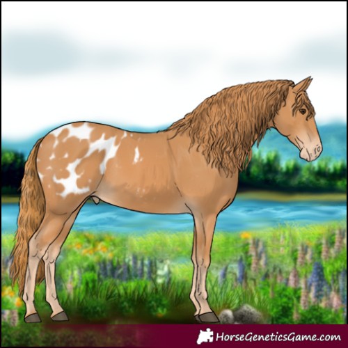 Horse Color:Chestnut Appaloosa 