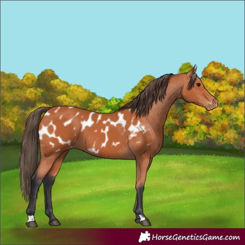 Horse Color:Bay Blanket