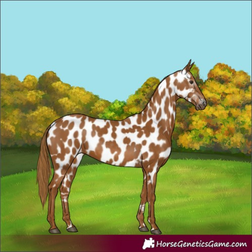 Horse Color:Gray Chestnut Near Leopard 
