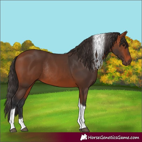 Horse Color:Bay Tobiano Rabicano