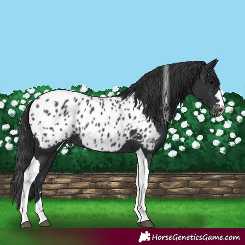 Horse Color:Black Tobiano Appaloosa 
