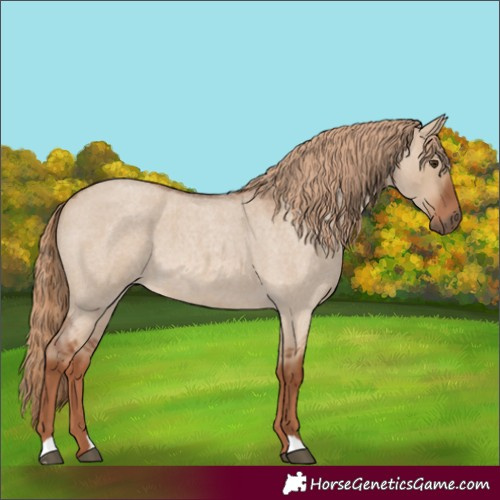 Horse Color:Red Dun Roan