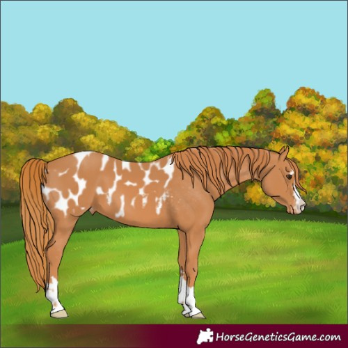 Horse Color:Chestnut Appaloosa 