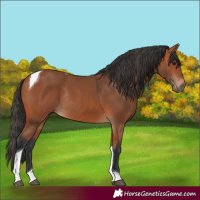 Horse Color:Bay Tobiano Rabicano 