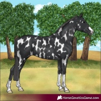 Horse Color:Black Near Leopard