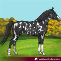 Horse Color:Black Appaloosa