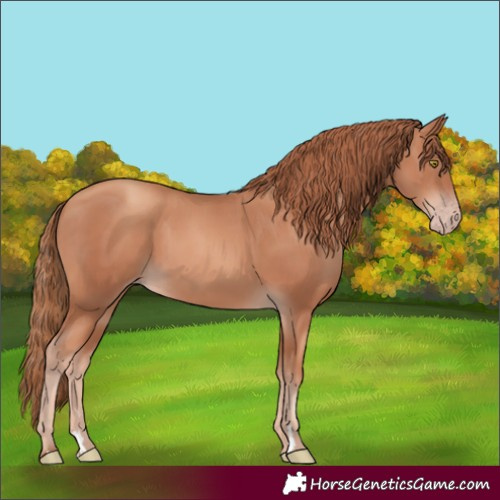 Horse Color:Gold Champagne 