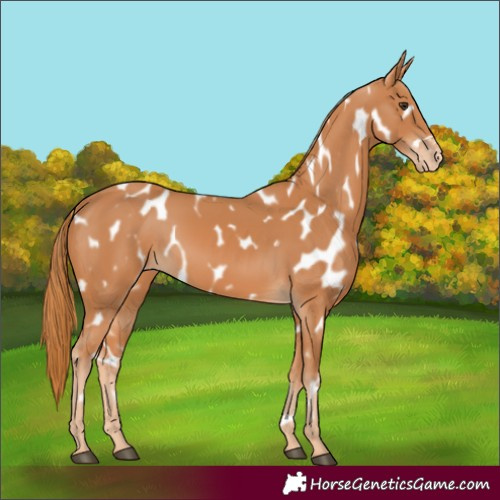 Horse Color:Chestnut Appaloosa 