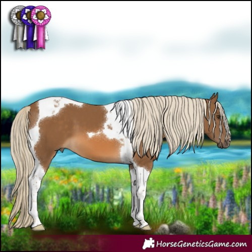Horse Color:Chocolate Palomino Tobiano 