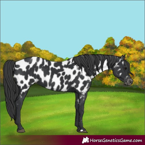 Horse Color:Black Near Leopard 