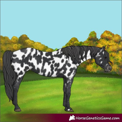 Horse Color:Black Appaloosa