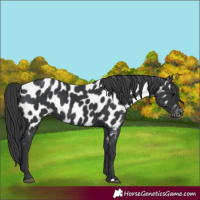 Horse Color:Black Near Leopard 