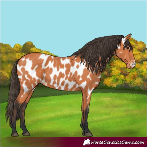Horse Color:Bay Frame Appaloosa 