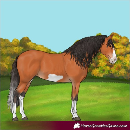 Horse Color:Bay Splash Frame 