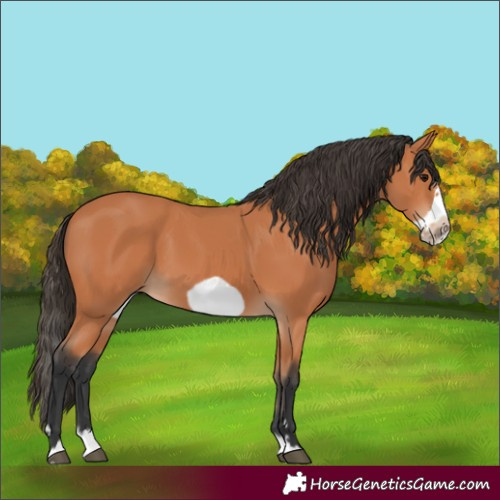 Horse Color:Bay Splash Frame 