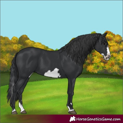Horse Color:Black Splash Frame