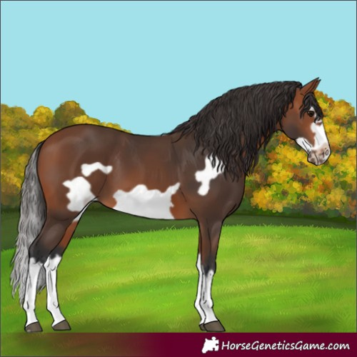 Horse Color:Bay Splash Frame