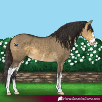 Horse Color:Buckskin Dun Mushroom Sabino