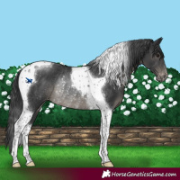 Horse Color:Black Tobiano Blanket Rabicano 