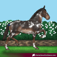 Horse Color:White Spotted Liver Chestnut 