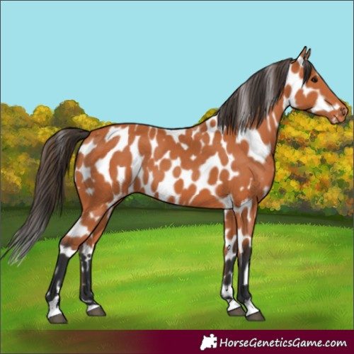 Horse Color:Bay Near Leopard 