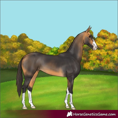 Horse Color:Buckskin 