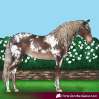 Horse Color:White Spotted Liver Chestnut Rabicano 