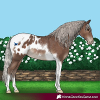 Horse Color:Silver Black Tobiano Blanket Rabicano