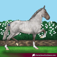 Horse Color:Silver Blue Roan 