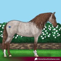 Horse Color:Liver Red Dun Roan 