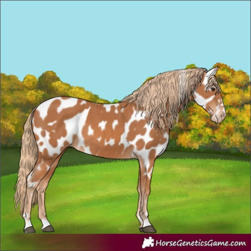 Horse Color:Chestnut Appaloosa 