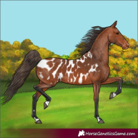 Horse Color:Bay Appaloosa 