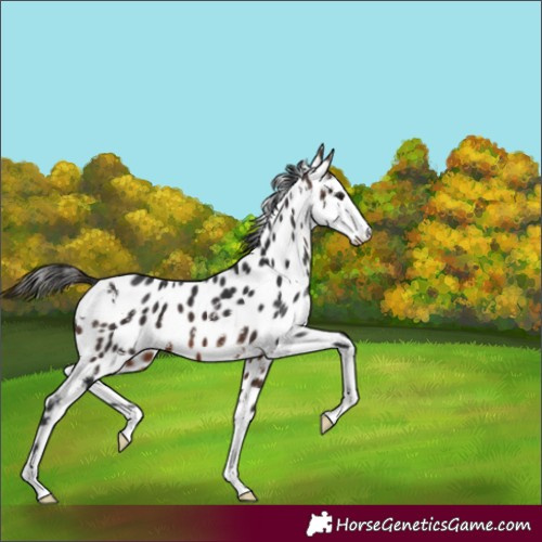 Horse Color:Brown Sabino Appaloosa 