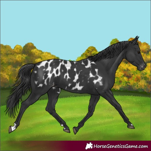 Horse Color:Black Blanket