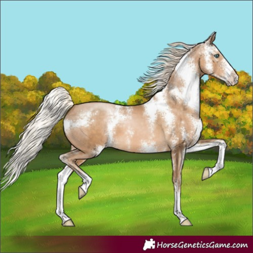 Horse Color:Chocolate Palomino Pearl Sabino