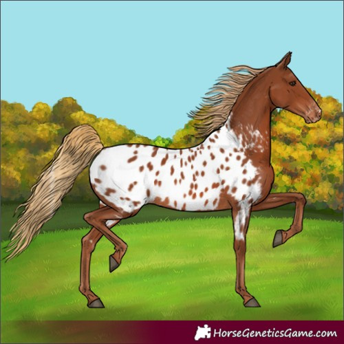 Horse Color:Chestnut Appaloosa Rabicano 