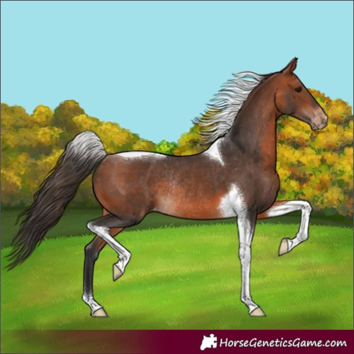 Horse Color:Bay Tobiano Appaloosa Rabicano 