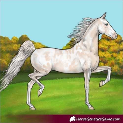 Horse Color:Cremello Sabino Appaloosa