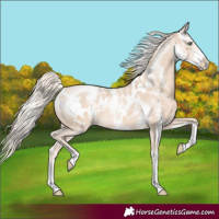 Horse Color:Cremello Sabino Appaloosa 