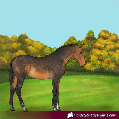 Horse Color:Buckskin