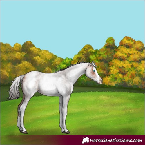 Horse Color:White Spotted Bay Roan Splash