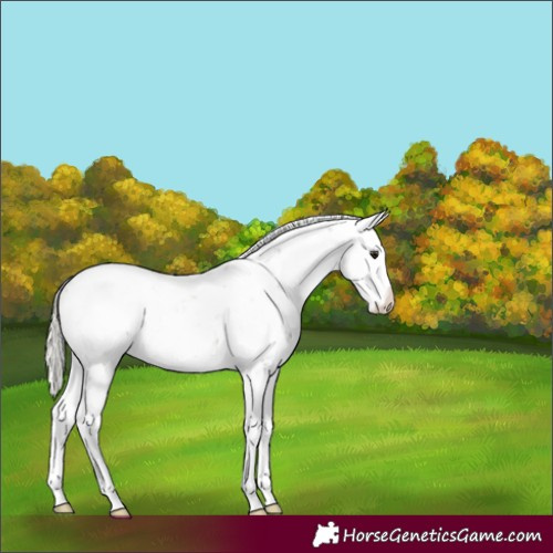 Horse Color:Silver Buckskin Sabino Splash Appaloosa 