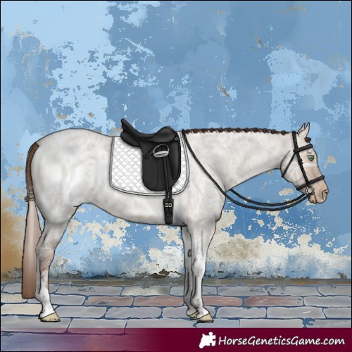 Horse Color:Amber Champagne Ice Roan Dun Tobiano Skewed Appaloosa 