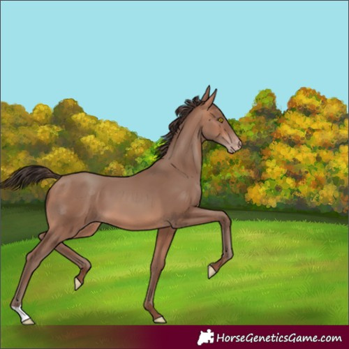 Horse Color:Sable Champagne 