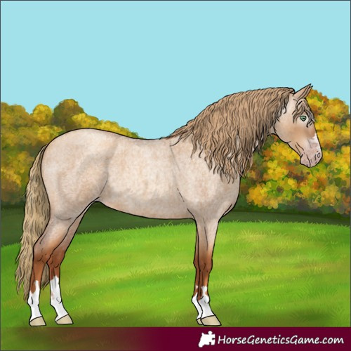 Horse Color:Gray Gold Champagne Roan Dun 