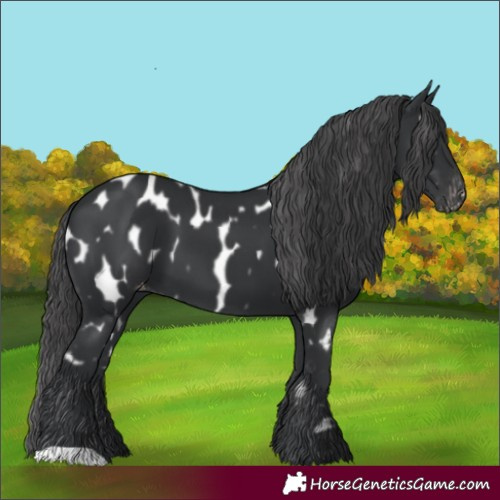 Horse Color:Black Appaloosa 