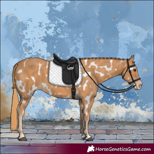 Horse Color:Chestnut Appaloosa