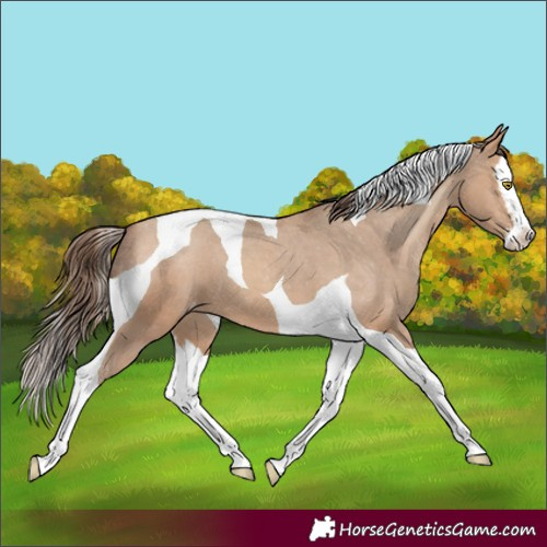Horse Color:Amber Champagne Splash Tobiano Appaloosa 
